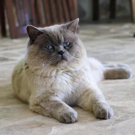 Willa Benimkoy Bungalov Pinara 3 Palamut