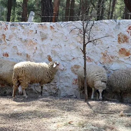 Benimkoy Bungalov Pinara 3 Willa Palamut